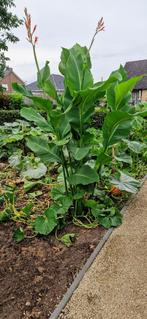 Canna tuerckheimii  5€, Tuin en Terras, Ophalen, Vaste plant