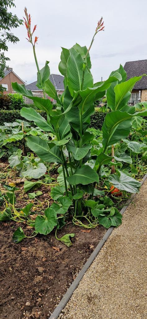 Canna tuerckheimii  5€, Tuin en Terras, Planten | Tuinplanten, Vaste plant, Ophalen