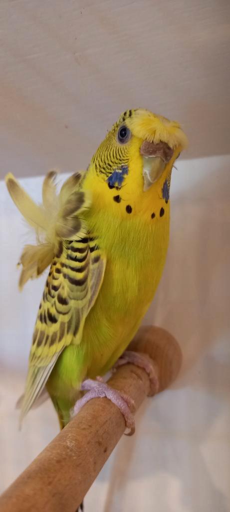 Opzoek naar hagoromo, Dieren en Toebehoren, Vogels | Parkieten en Papegaaien