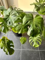 Plant monstera + zwarte bloempot, Tuin en Terras, Bloempotten, Ophalen