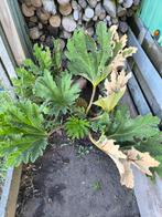 Gunnera, Ophalen
