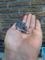 Jonge chinese dwerghamsters, handtam, Dieren en Toebehoren, Juni, Hamster, Tam