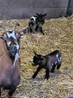 Dwerggeit moeder met lammetjes bokje en moertje, Plusieurs animaux, Chèvre, 0 à 2 ans