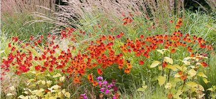 Helenium 'Moerheim beauty', Tuin en Terras, Planten | Tuinplanten, Vaste plant, Volle zon, Zomer, Ophalen