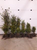 Haagplanten / Groene Beuk / Fagus sylvatica, Ophalen, Beukenhaag, Haag