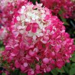Hydrangea paniculata / Pluimhortensia's - variëteiten, Tuin en Terras, Planten | Tuinplanten, Ophalen, Zomer, Vaste plant, Halfschaduw