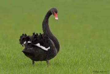 Zwarte zwaan woerd beschikbaar voor biedingen