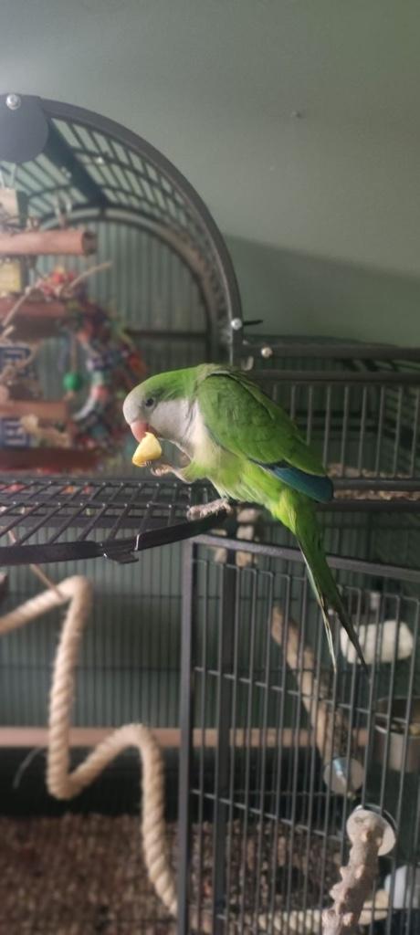 Groene muis of monniksparkiet met alles erbij, Dieren en Toebehoren, Vogels | Parkieten en Papegaaien, Parkiet, Vrouwelijk, Tam