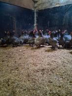 bleu de landes, Dieren en Toebehoren, Pluimvee, Vrouwelijk, Kip