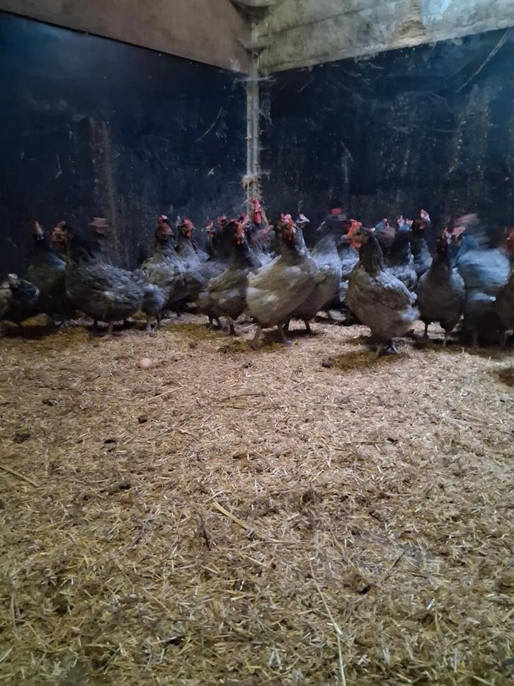 bleu de landes, Dieren en Toebehoren, Pluimvee, Kip, Vrouwelijk