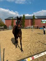 Paard te koop, Dieren en Toebehoren, Paarden, Ruin