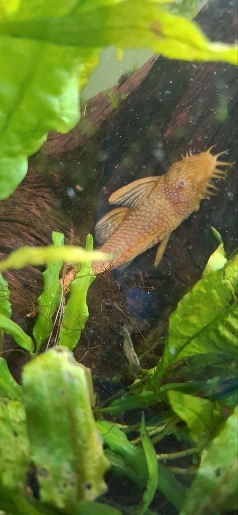 Ancistrus man, Dieren en Toebehoren, Vissen | Aquariumvissen