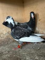 Jeunes pigeons de course - pigeons d'Adanawam