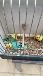 Jonge ficheries, Dieren en Toebehoren