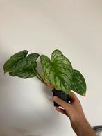 Philodendron mamei, Ophalen