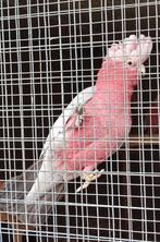 Kaketoe, Dieren en Toebehoren, Tam
