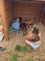 Dwerggeiten, Dieren en Toebehoren, Meerdere dieren, Geit
