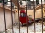 Pennant rosella 2025, Dieren en Toebehoren, Vrouwelijk, Parkiet, Geringd