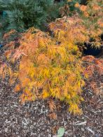 Japanse esdoorn “acer palmatum” dissectum, Vaste plant, Halfschaduw, Lente, Ophalen
