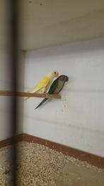 Crème ino pyrrhura, Dieren en Toebehoren