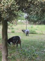5 geitjes, Dieren en Toebehoren, Meerdere dieren, Geit