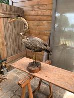 Opgezette reiger, Verzamelen, Dierenverzamelingen, Ophalen, Gebruikt, Vogel