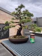 Bonsai pinus densiflora  75 cm, Jardin & Terrasse, Plantes | Arbres, Enlèvement