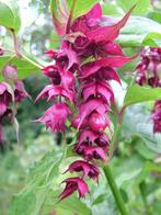 Fazantenbes-Leycesteria purple rain-opvallende vruchten!, Tuin en Terras, Planten | Tuinplanten, Ophalen of Verzenden