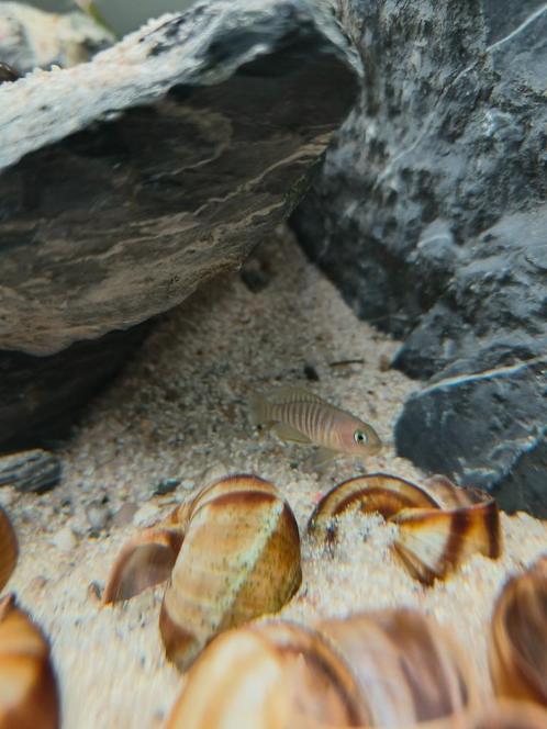 Multi 's - Neolamprologus multifasciatus - Tanganyika, Dieren en Toebehoren, Vissen | Aquariumvissen, Zoetwatervis, Vis, Schoolvis