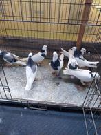 Mooie duiven 4 koppel iranees hoogvlieger(60€per stuk), Dieren en Toebehoren, Vogels | Duiven