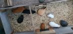 18 cavia's te koop, Dieren en Toebehoren, Knaagdieren, Cavia