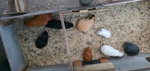 18 cavia's te koop, Dieren en Toebehoren, Knaagdieren, Cavia