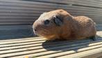 Cavia, kortharige agouti goud/cali blauw zwart, Dieren en Toebehoren, Ophalen