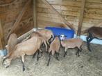 Kameroen ooien te koop, Dieren en Toebehoren, Schapen, Geiten en Varkens