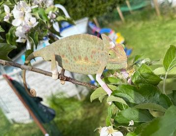 0.1 Caméléon casqué du Yemen, Lézard, Avec terrarium, 0 à 2 ans