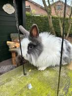 Raszuivere teddydwergen koppel, Dieren en Toebehoren, Konijnen