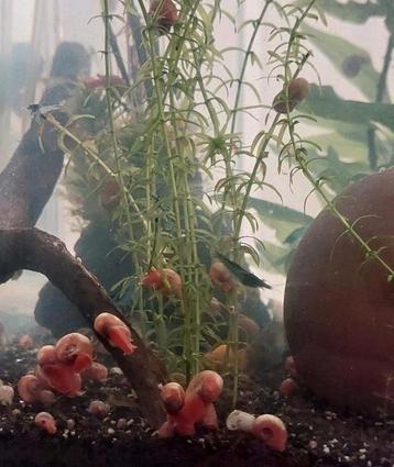 Roze posthoornslakjes beschikbaar voor biedingen