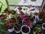 Kleurrijke coleus of siernetel, vele variaties, Huis en Inrichting, Kamerplanten, Ophalen, Overige soorten, In pot, Minder dan 100 cm