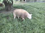 Dekram texel/swifter, Dieren en Toebehoren, Schapen, Geiten en Varkens, Mannelijk, Schaap, 0 tot 2 jaar