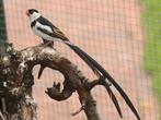 Dominicanerwida, Dieren en Toebehoren, Vogels | Overige Vogels, Mannelijk, Tropenvogel