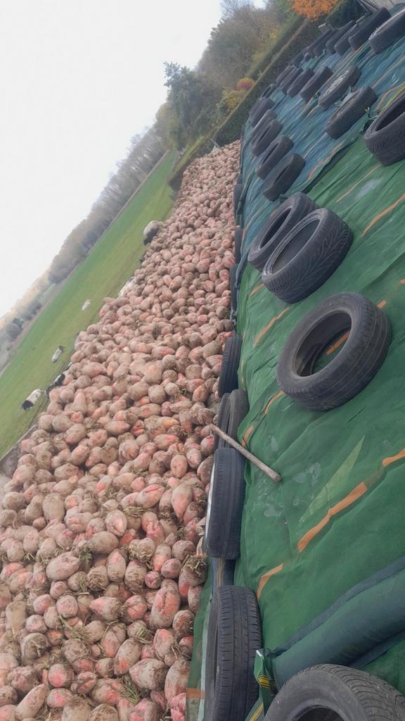 Voederbieten Mais mks stro hooi voordroog, Zakelijke goederen, Landbouw | Veevoer, Ophalen