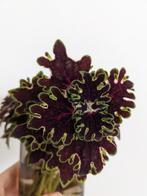 Siernetel Coleus Inky Fingers - stekken, Huis en Inrichting, Kamerplanten, Ophalen