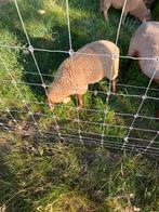 2 rammen schaap tekoop, Schaap