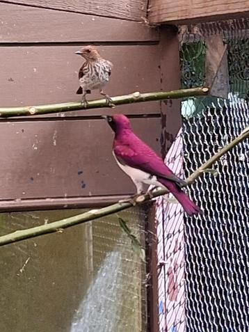 Koppel Amethist glansspreeuw, Plusieurs animaux, Oiseau tropical, Bagué