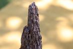 1900 Vintage natuur sculptuur Brut piket deco Curiosity oude, Ophalen