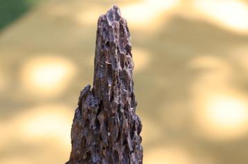 1900 Vintage natuur sculptuur Brut piket deco Curiosity oude beschikbaar voor biedingen