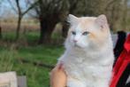Mooie lieve Ragdoll met stamboom ter dekking aangeboden, Dieren en Toebehoren, Katten en Kittens | Raskatten | Langhaar, Kater