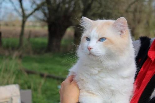 Joli chat Ragdoll (deck), Animaux & Accessoires, Chats & Chatons | Chats de race | Poil long, Chat, 0 à 2 ans, Avec pedigree, Avec puce électronique