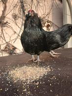 2 zwarte Antwerpse Baardkriel hennen, Dieren en Toebehoren, Pluimvee, Vrouwelijk, Kip