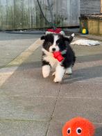 Bordercollie pups, België, CDV (hondenziekte), 8 tot 15 weken, Meerdere